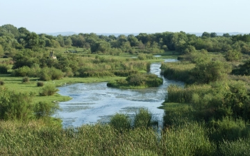 Δάση